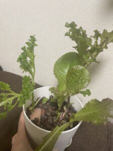 順調なベビーレタスの画像