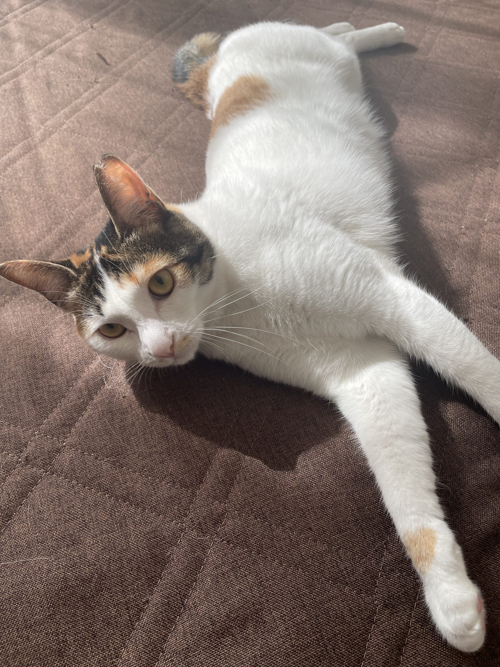 たまえ