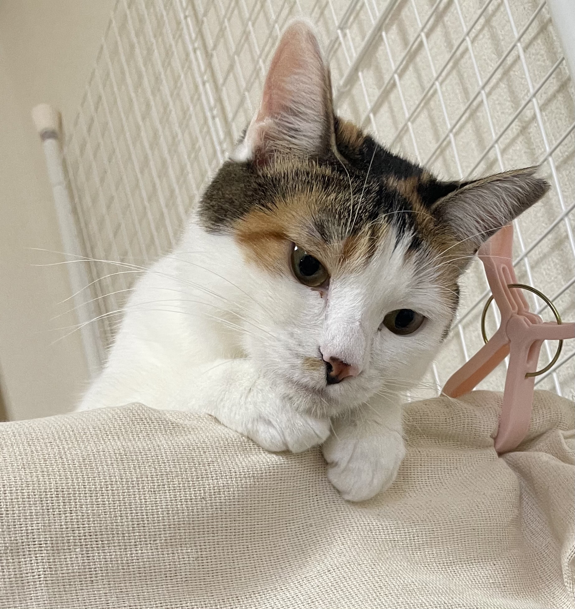 ももこ