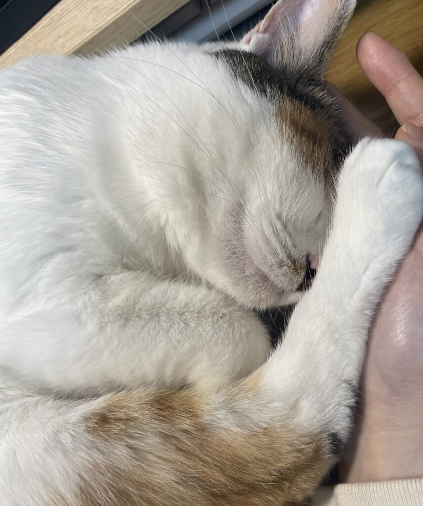 あまえるももこ