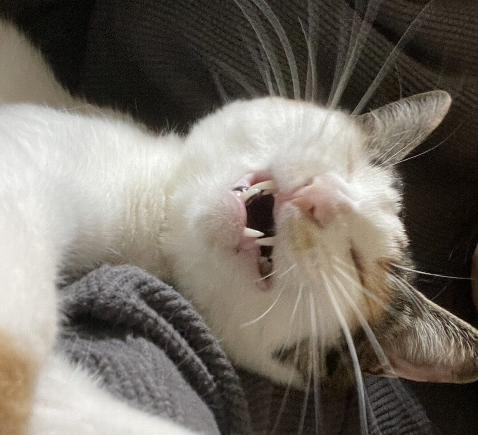 笑うたまえ
