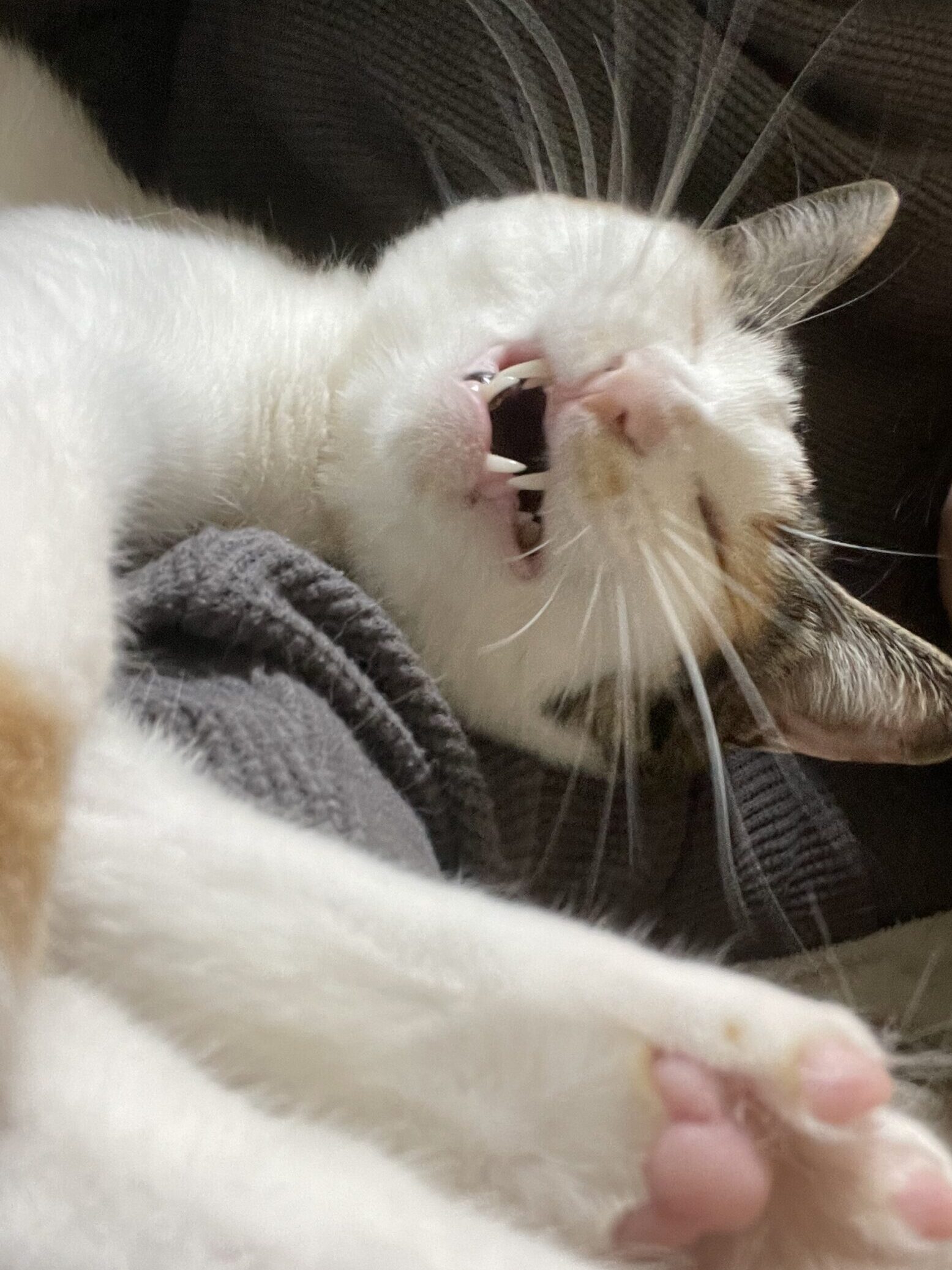 笑うたまえ