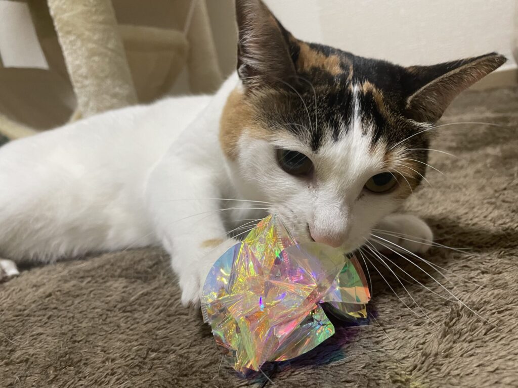 おもちゃで遊ぶたまえ