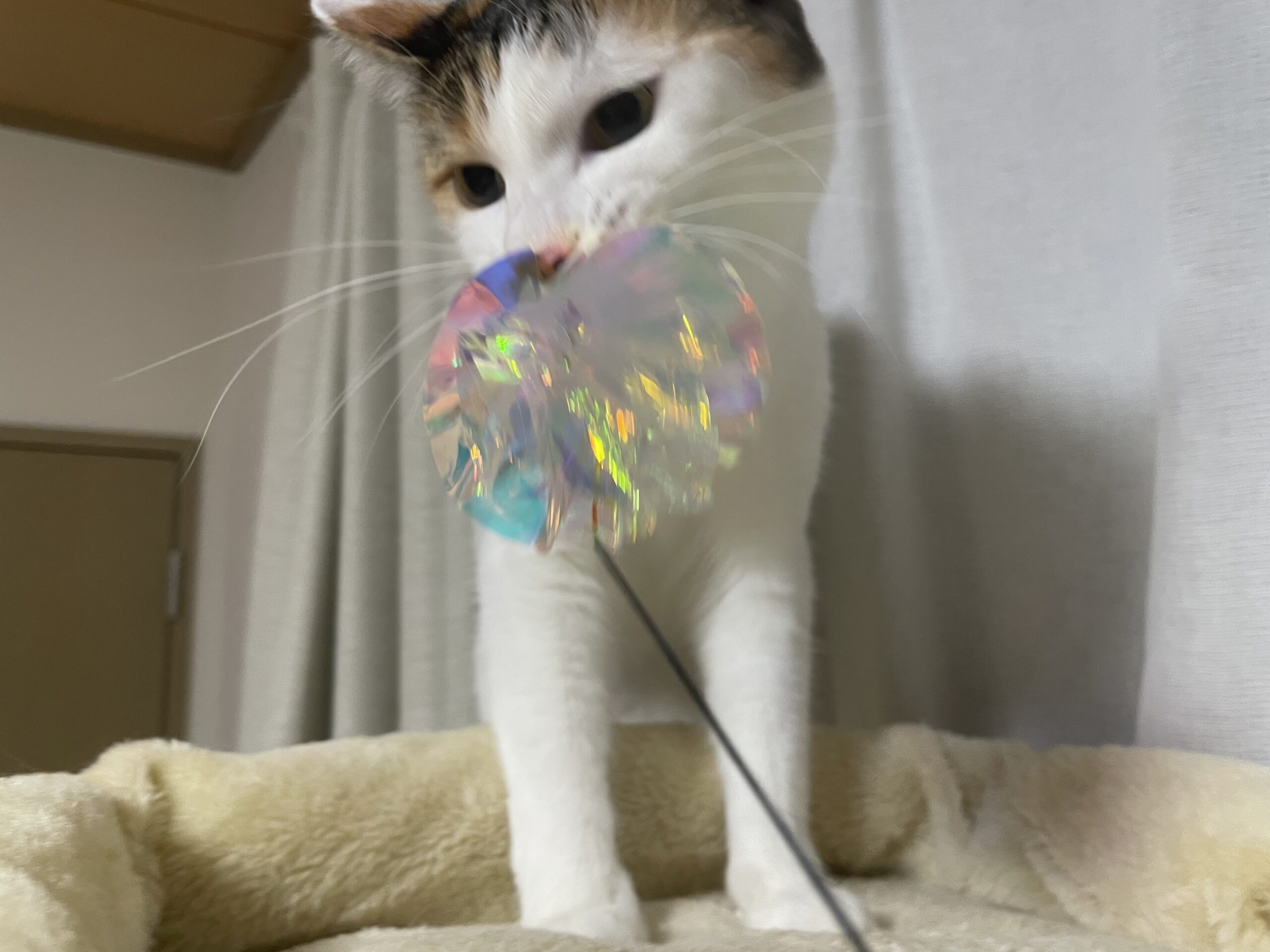 おもちゃで遊ぶももこ