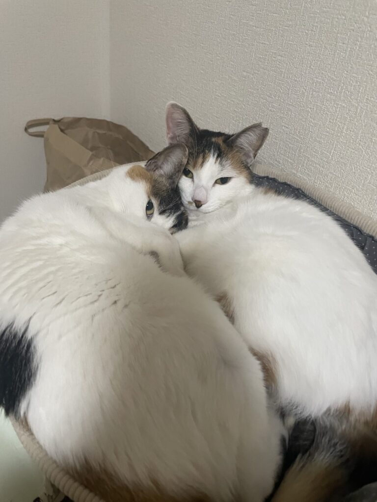現在のももことたまえ①
