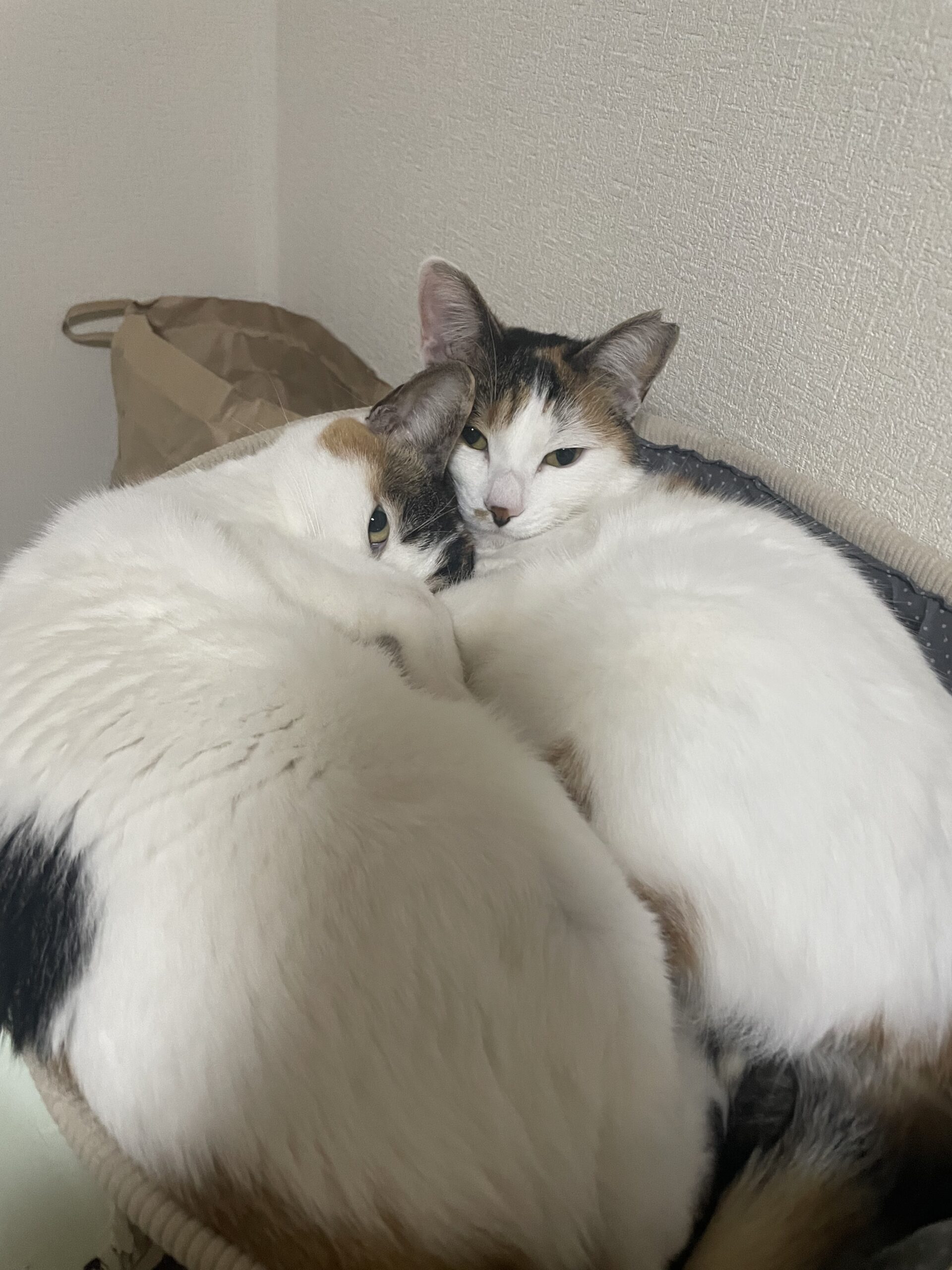 現在のももことたまえ①