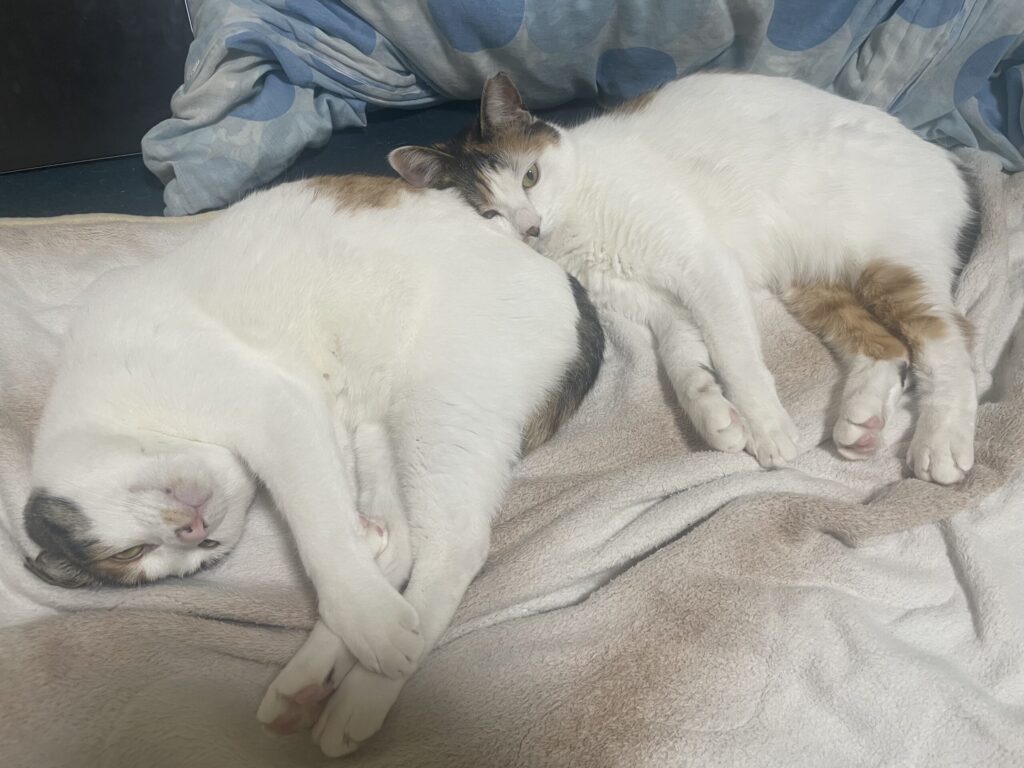 ももたまの画像