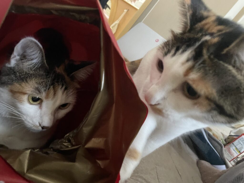ももたまの画像