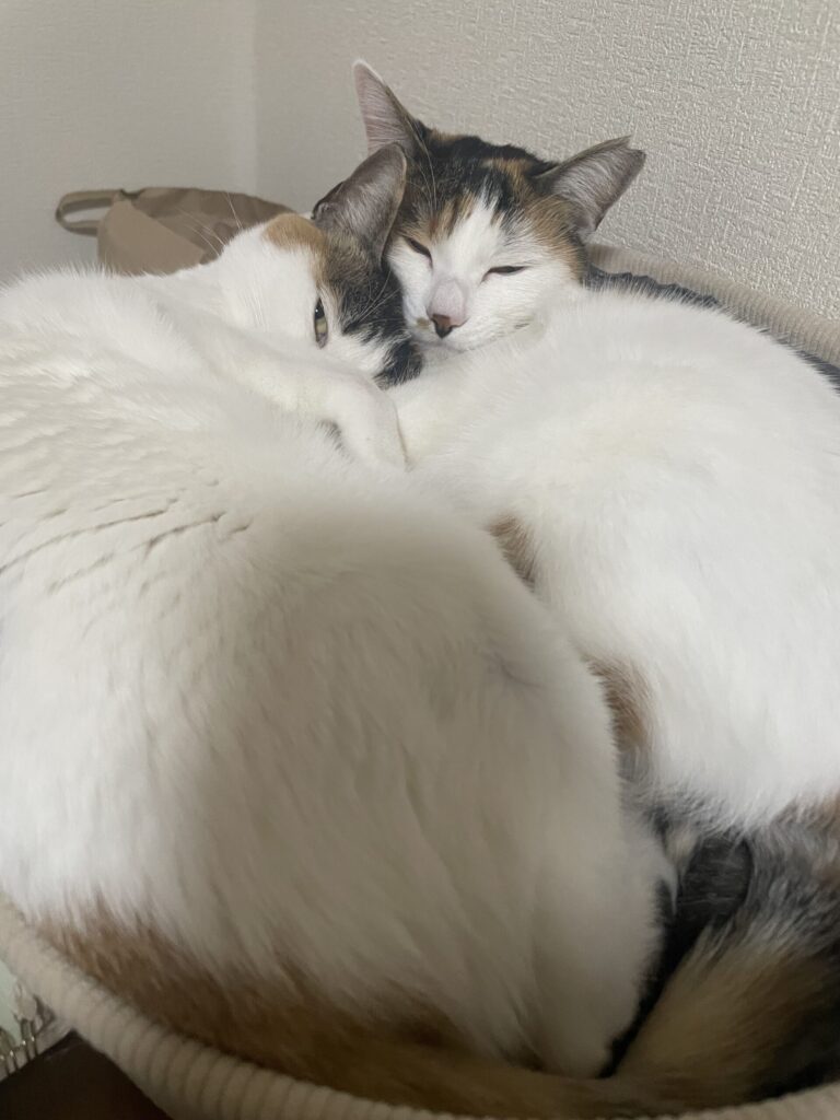 仲良しな猫