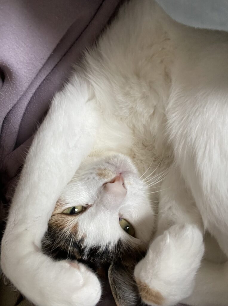 たまえの画像