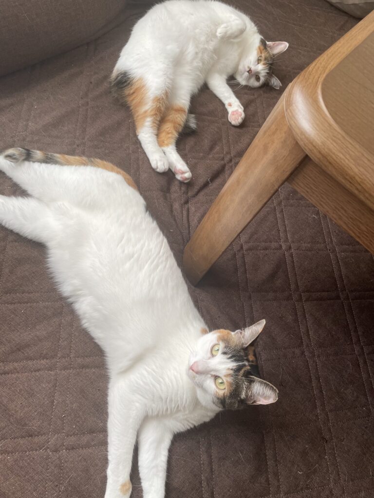 くつろぐねこ