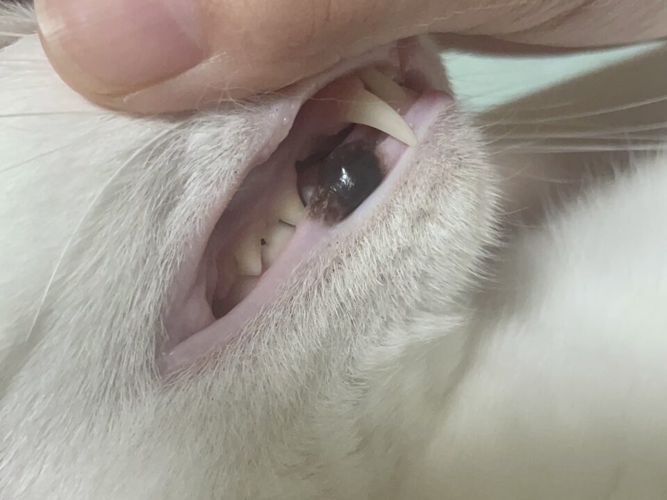 歯磨きの時のたまちゃん歯茎