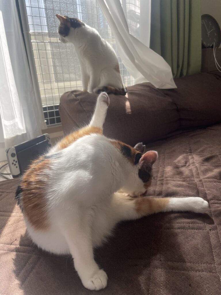 日向ぼっこをする二匹の画像