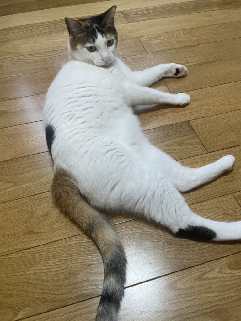 冷たい床に寝そべるたまえ