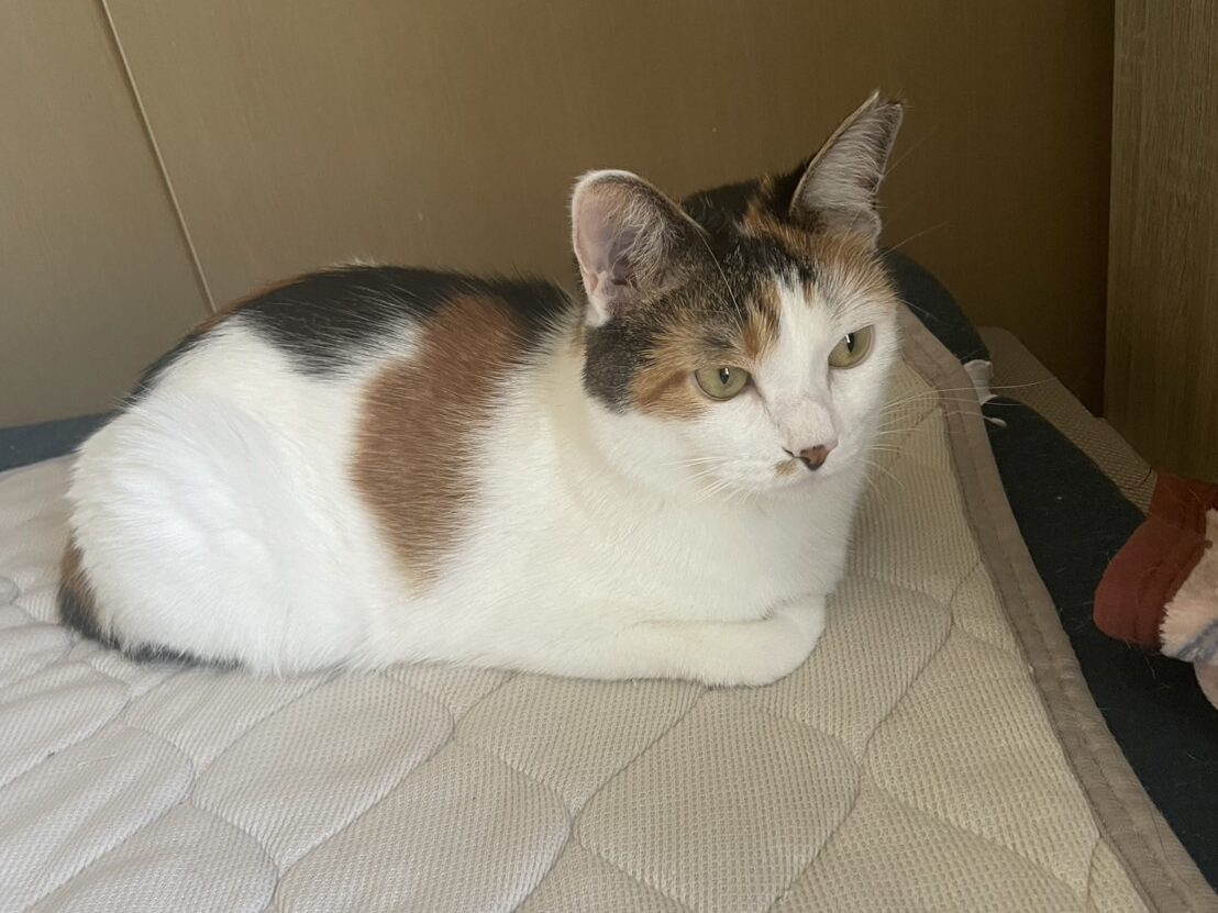 飼い主のお布団にいるももこ