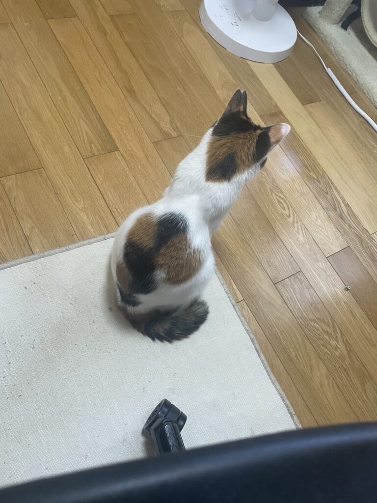 そばにいたいよももこ