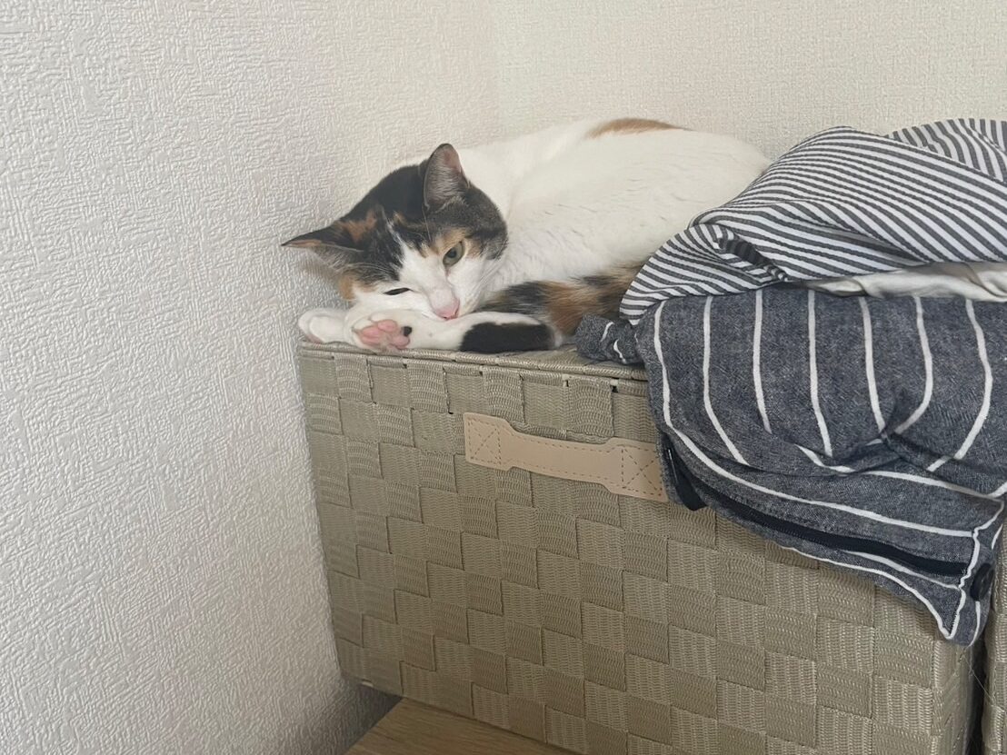 タンスの上のたまの画像