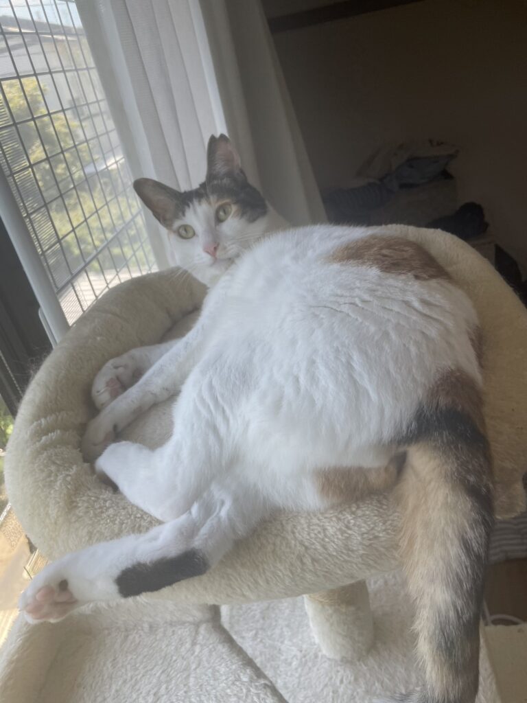 キャットタワーの上にいるたまえ