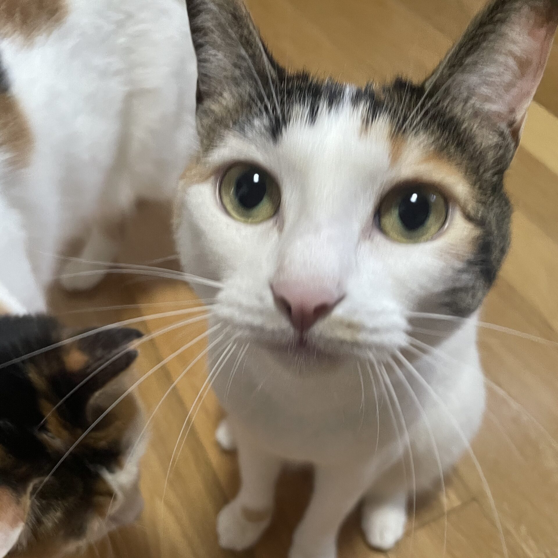 たまえの写真