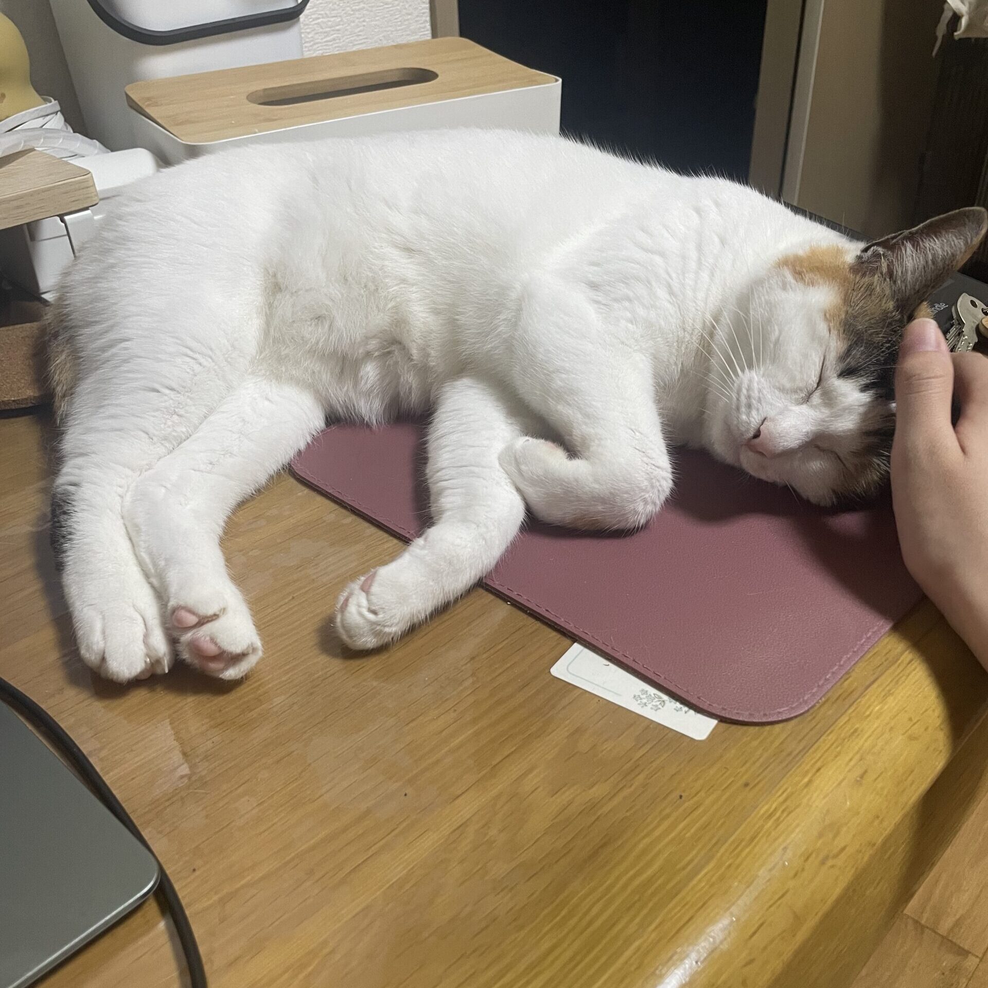 たまえの写真