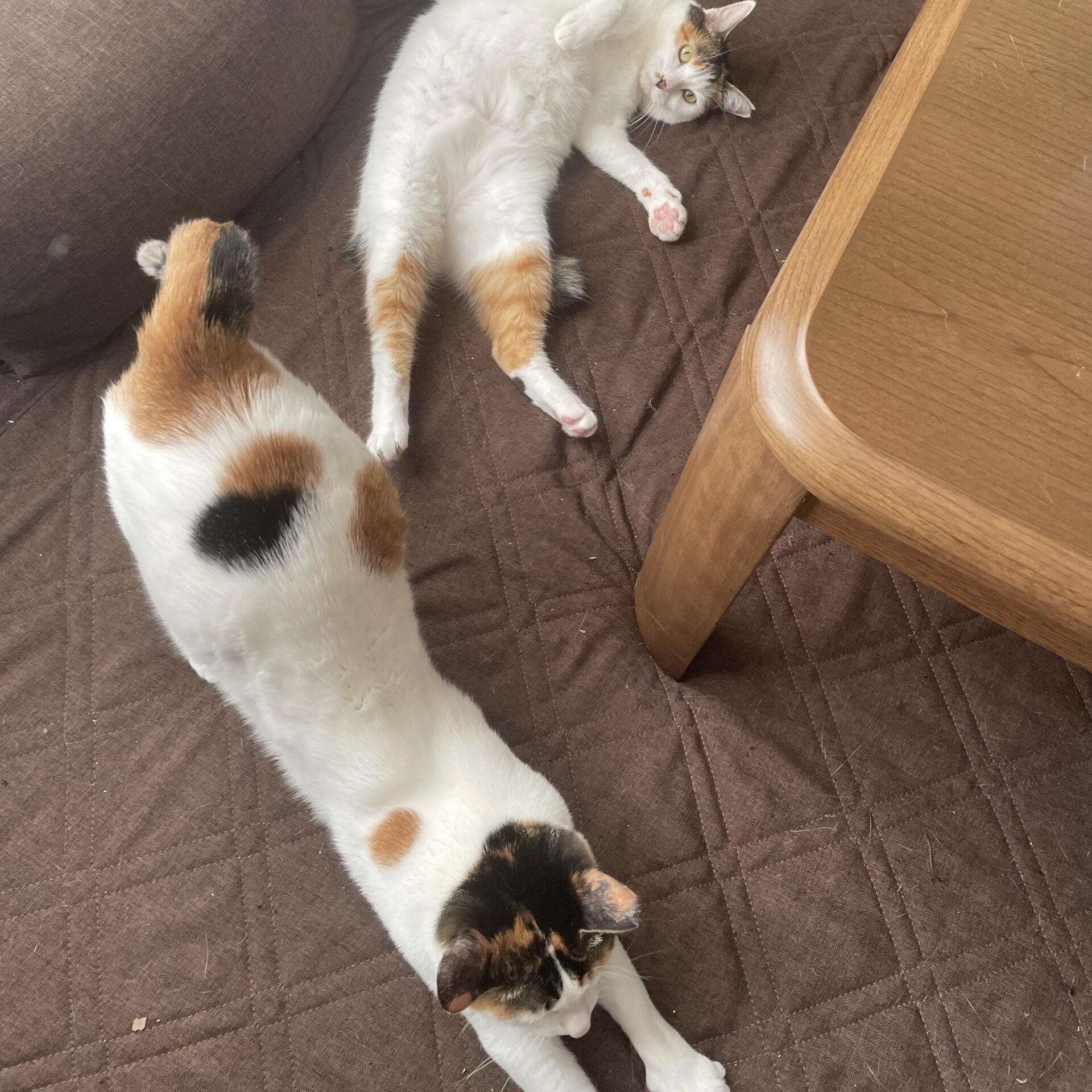 水玉模様のたまえの写真