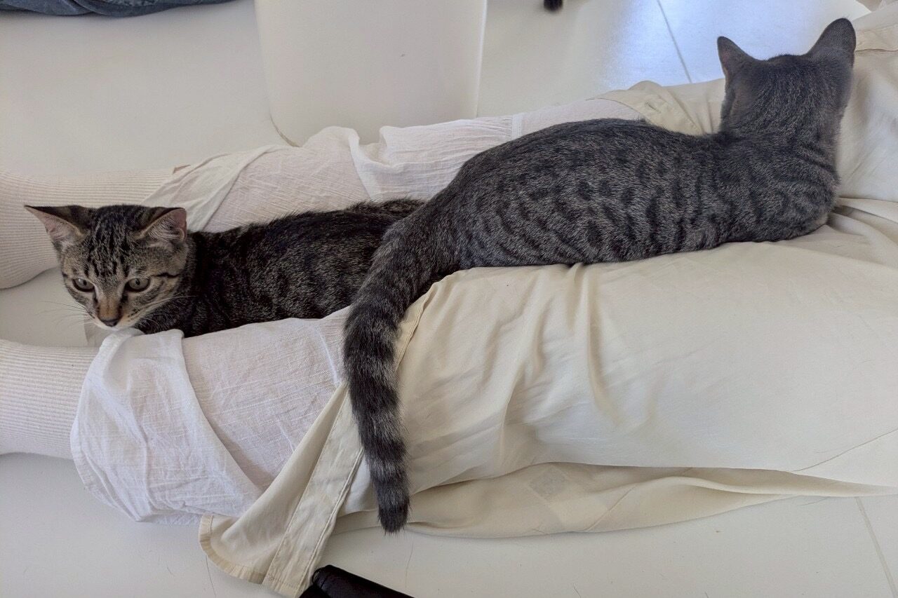 necomaにて膝の上に群がる子猫さん