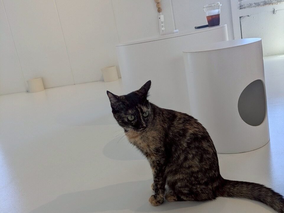 necomaのようす