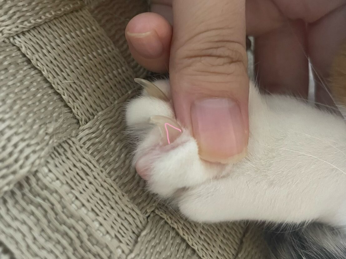 参考たまちゃんの爪