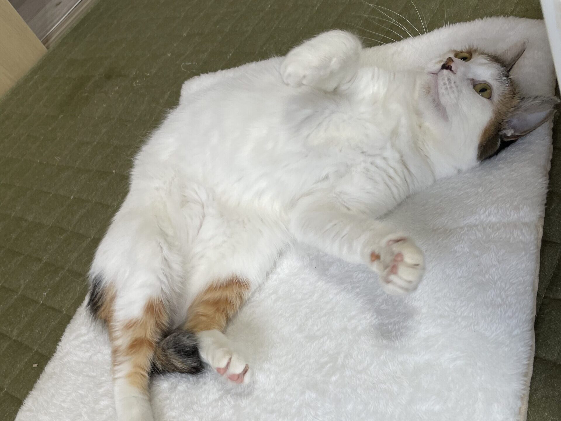 くつろぐももこ